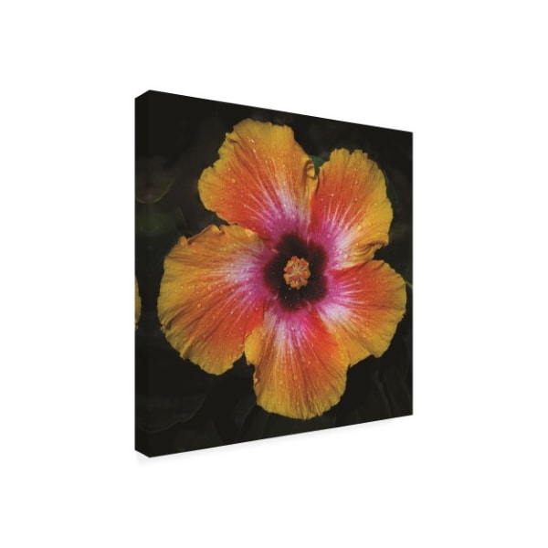 Kurt Shaffer Photographs 'Tie-dyed Hibiscus Flower' Canvas Art,14x14